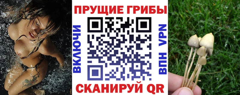 Купить  Бобров  Галлюциногенные грибы Magic Shrooms 